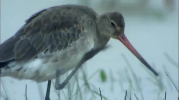 Islandzki Czarny Ogon Godwit Brodząc Mokradła Ptaków Płytkich Wodach — Wideo stockowe