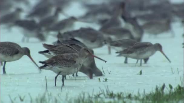 Islandzki Czarny Ogon Godwit Brodząc Mokradła Ptaków Płytkich Wodach — Wideo stockowe