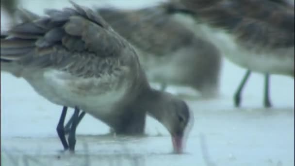 Islandština Černoocasý Godwit Brodící Mokřady Ptáků Mělké Vodě — Stock video