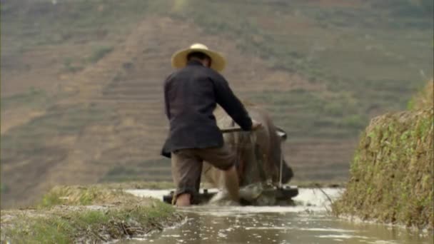 Agricultor Usa Yak Fuerte Tierra Cultivable Para Trasplante Una Ladera — Vídeo de stock