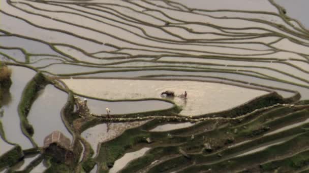 Agricultor Usa Yak Fuerte Tierra Cultivable Para Trasplante Una Ladera — Vídeo de stock