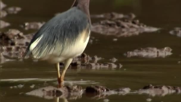 Comportamiento Alimentación Garza Estanque Chino Arrozal Comer Rana Arrozal — Vídeo de stock