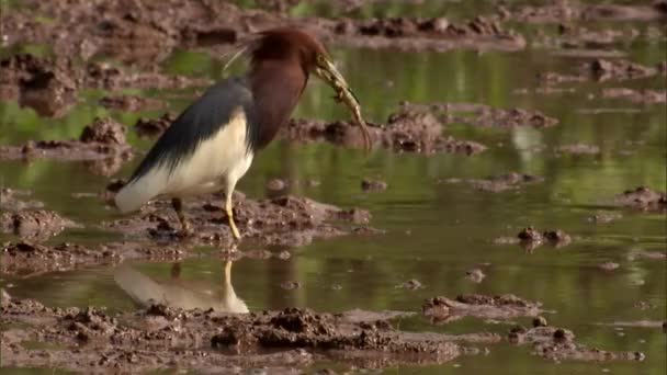 水田での中国の池サギの餌やり 水田でカエルを食べる — ストック動画