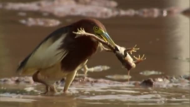 Feeding Behavior Chinese Pond Heron Paddy Field Eating Frog Paddy — Stock Video