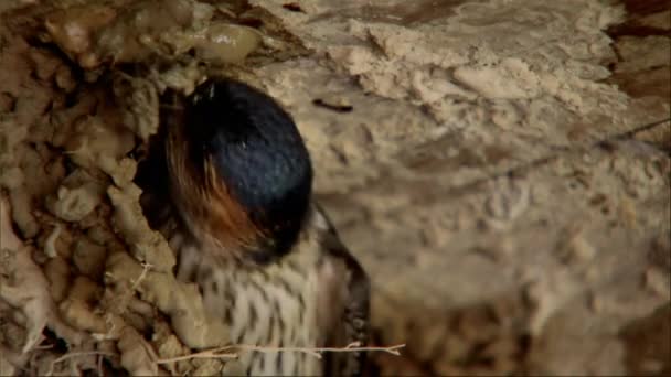 Common House Martin Delichon Urbicum Nesting — Stock Video