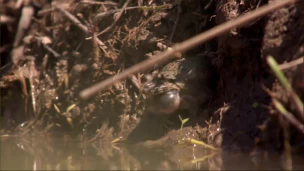 雨の中泥地のカエル 作物の土地の黒い斑点のある池のカエル — ストック動画