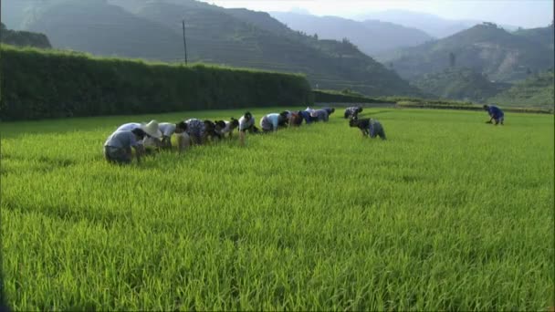 Aerial Shot Group Traditional Chinese Farmer Planting Rice Beautiful Field — Stock Video