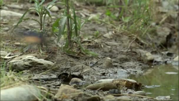 普通家庭的马丁 Delichon Urbicum 正在整理湖滨的烂泥 — 图库视频影像