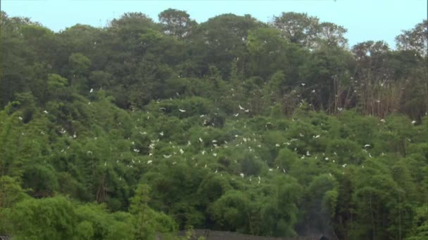 Bubulcus Ibis Colonia Garzette Bestiame Albero Bambù Con Neonato Nella — Video Stock