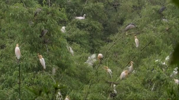 Bubulcus Ibis Colonie Aigrettes Bovins Sur Bambou Avec Des Jeunes — Video