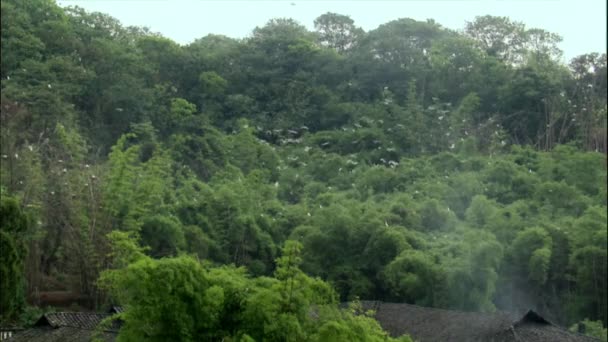 Bubulcus Ibis Szarvasmarha Tojáshéj Kolónia Bambuszfán Fiatal Chongqing Tartományban Kínában — Stock videók