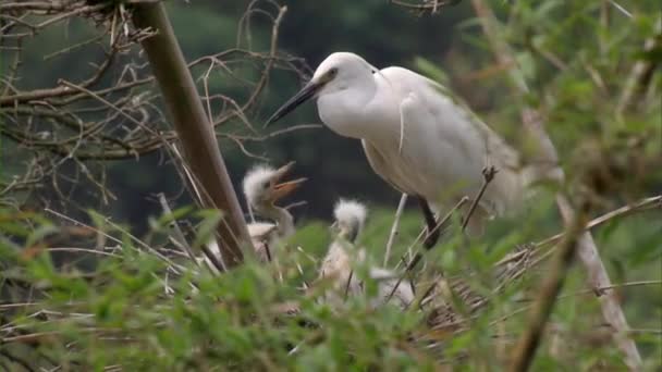 Zblízka Matka Bílá Egret Krmí Své Hnízda Hnízdě Dospělý Malý — Stock video