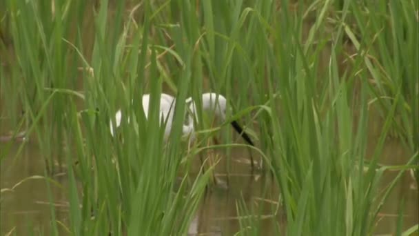 牛背の高い葦の後ろに浅い沼の水で食品のための採餌を迎える — ストック動画