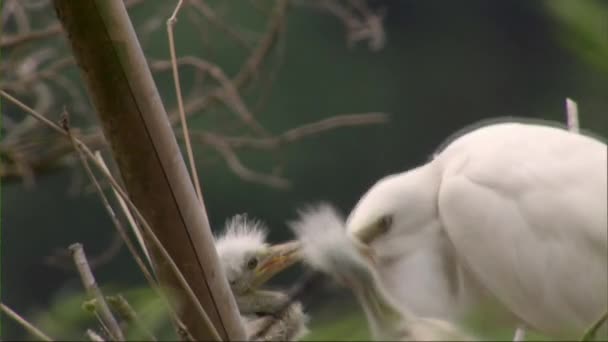 小白鹭妈妈在鸟巢里喂小白鹭在中国重庆 一只成年小白鹭正在照顾小鸡 并在树上喂食 — 图库视频影像