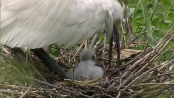 Close Mother White Egret Feeding Her Nestlings Nest Adult Little — Stock Video