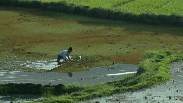 Ένας Αγρότης Ξεφορτώνεται Ζιζάνια Ορυζώνες Στο Zaogong Στο Χωριό Shanjiang — Αρχείο Βίντεο