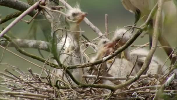 Primo Piano Egret Madre Bianca Che Nutre Suoi Nidiacei Nel — Video Stock