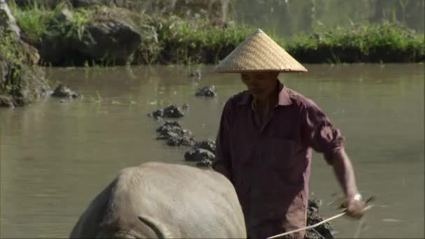 Jordbrukare Använder Stark Jak Åkermark För Transplantation Sluttning Yuanyang County — Stockvideo