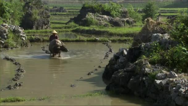 Farmer Use Strong Yak Arable Land Transplant Hillside Yuanyang County — Stock Video