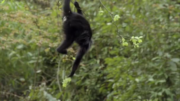 小野猴 长胡子的猴子 有很多姿势 吃饭和放松 — 图库视频影像