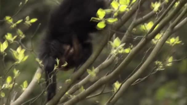 Piccole Scimmie Selvatiche Francois Langur Barbuto Molti Gesti Governare Giocare — Video Stock