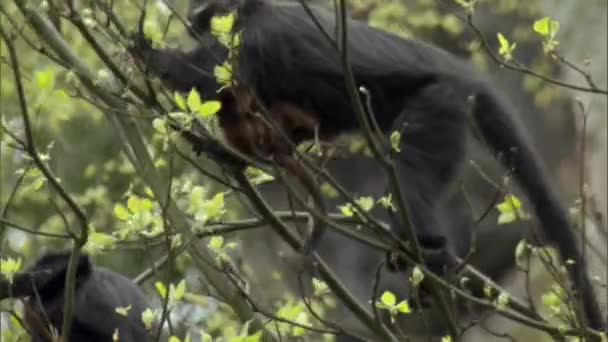 Small Wild Francois Langur Bearded Monkeys Many Gesture Grooming Playing — Stock Video