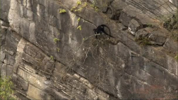 Küçük Vahşi Francois Langur Sakallı Maymunları Jestleriyle Tımar Ediyorlar Oynuyorlar — Stok video