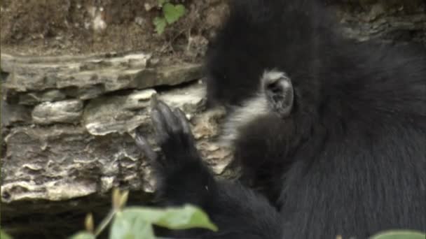 Petits Singes Barbus Sauvages Francois Langur Dans Nombreux Gestes Toilettage — Video