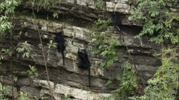 Kleine Wilde Langur Bärtaffen Vielen Gesten Beim Putzen Spielen Essen — Stockvideo