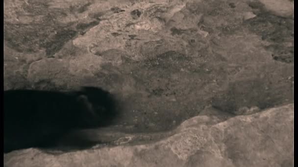 多くのジェスチャー 身づくろい 食事やリラックスした小さな野生のフランソワのラングールひげサル — ストック動画