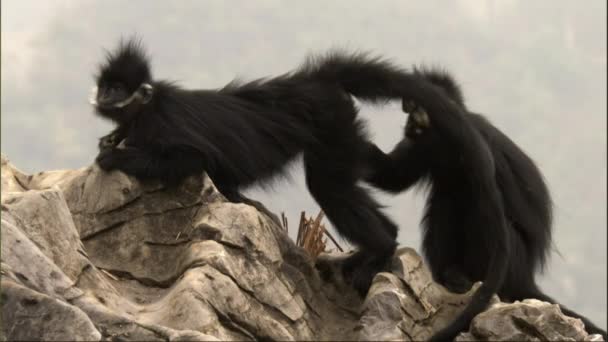 Petits Singes Barbus Sauvages Francois Langur Dans Nombreux Gestes Toilettage — Video