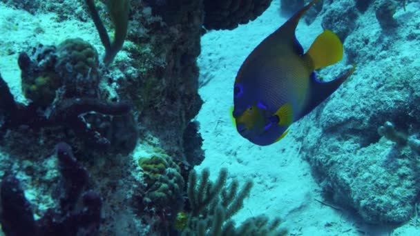 Butterflyfish Nada Cerca Hermosos Arrecifes Coral Diagonal Butterflyfish Chaetodon Fasciatus — Vídeos de Stock