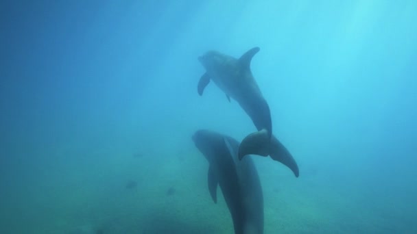 Closeup Underwater Shot Two Dolphins Mother Juvenile Dolphin Swims Blue — Stock Video