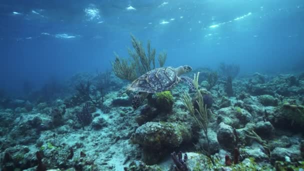 Tartaruga Marina Underwaer Contro Barriera Corallina Colorata Con Onde Oceaniche — Video Stock