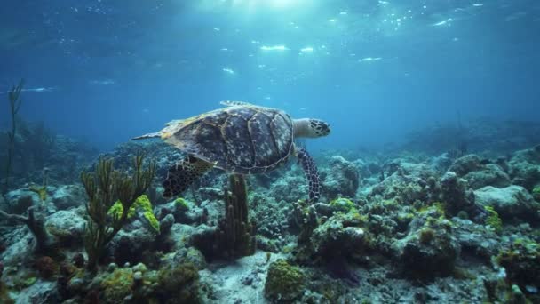 Морская Черепаха Водой Против Разноцветного Рифа Океанскими Волнами Поверхности Воды — стоковое видео