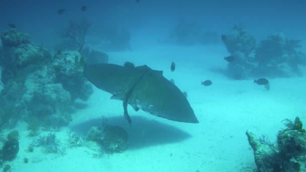 マンタレイクローズアップ水中映像 モルディブ 南アリ環礁 — ストック動画