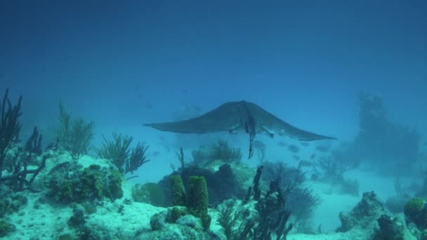 Manta Işını Yakın Çekim Sualtı Görüntüleri Maldivler Güney Ari Mercan — Stok video