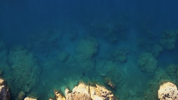 马尔代夫Laquedivas海碧绿海水中的黄貂鱼的空中图片 — 图库视频影像