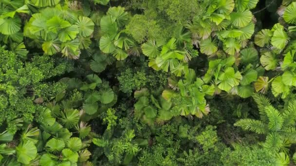 Luchtfoto Van Tropisch Regenwoud Weelderige Jungle Groene Bomen Bovenaanzicht Viaduct — Stockvideo