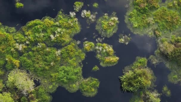 東ヨーロッパのプリピャート川の氾濫原のトップビュー 巻き川 沼の空中ビュー — ストック動画