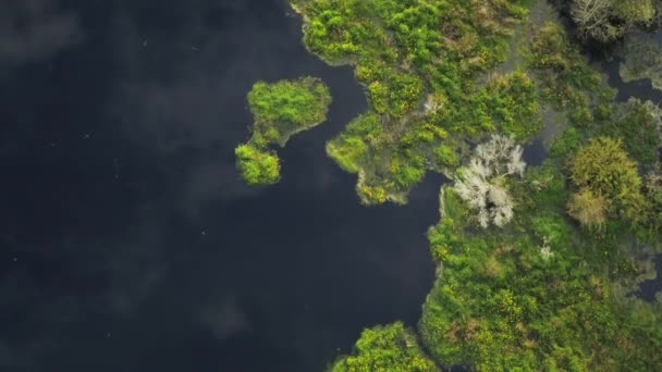 東ヨーロッパのプリピャート川の氾濫原のトップビュー 巻き川 沼の空中ビュー — ストック動画