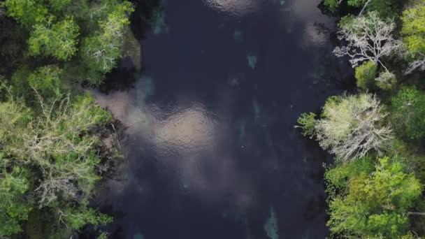 東ヨーロッパのプリピャート川の氾濫原のトップビュー 巻き川 沼の空中ビュー — ストック動画
