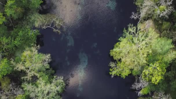 東ヨーロッパのプリピャート川の氾濫原のトップビュー 巻き川 沼の空中ビュー — ストック動画