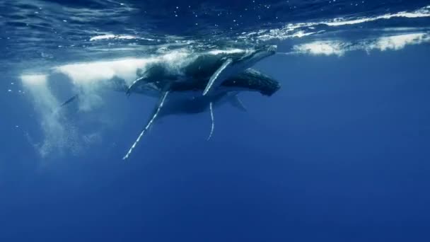 Babywalvis Met Moeder Onder Water Zonnestralen Oceaan Van Reunion Bultrugwalvis — Stockvideo