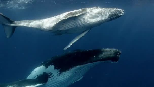Malá Velryba Matkou Pod Vodou Slunečních Paprscích Oceánu Shledání Humpback — Stock video