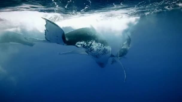 Mały Wieloryb Matką Pod Wodą Promieniach Słońca Ocean Reunion Humbak — Wideo stockowe