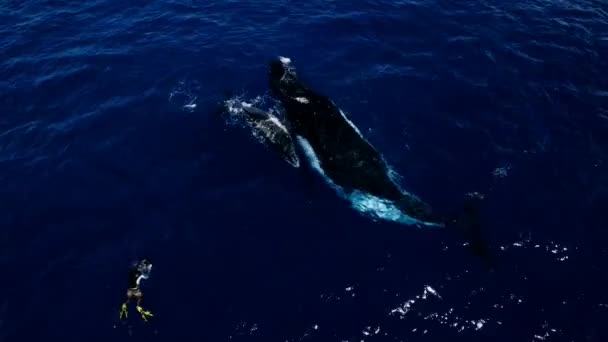 ザトウクジラとカメラマンは青い太平洋 パルティダ島で水中 水面を背景にしたユニークな動物 — ストック動画