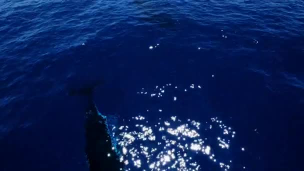 青い海で遊ぶ母親と赤ちゃんのクジラの空中ビュー 南の右のクジラ — ストック動画