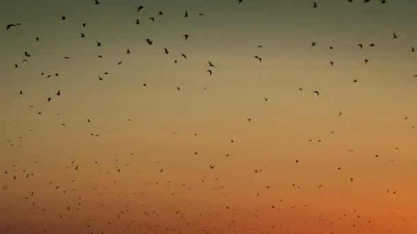 Silueta Las Aves Volando Sobre Océano Con Una Hermosa Puesta — Vídeos de Stock