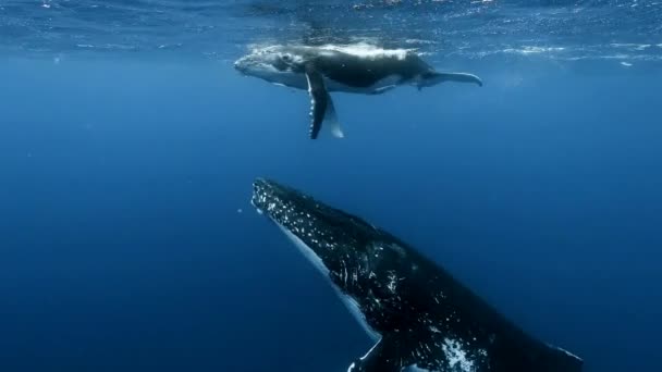 Baby Whale Mother Underwater Sun Rays Ocean Reunion Humpback Whale — Stock Video